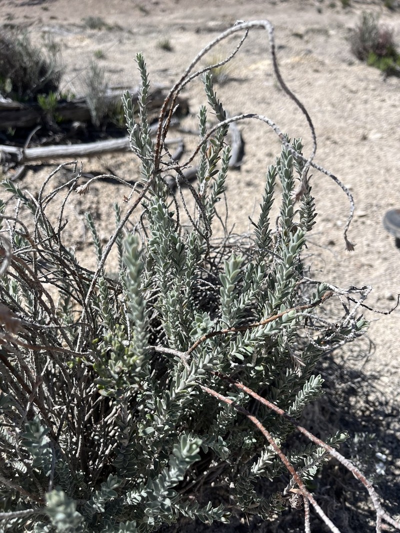 Euphorbia neilmulleri