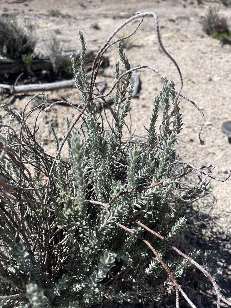Euphorbia neilmulleri photo 3