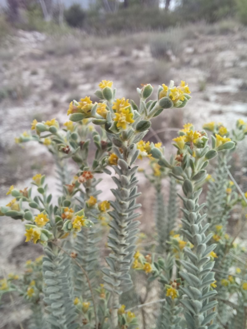 Euphorbia neilmulleri photo 4