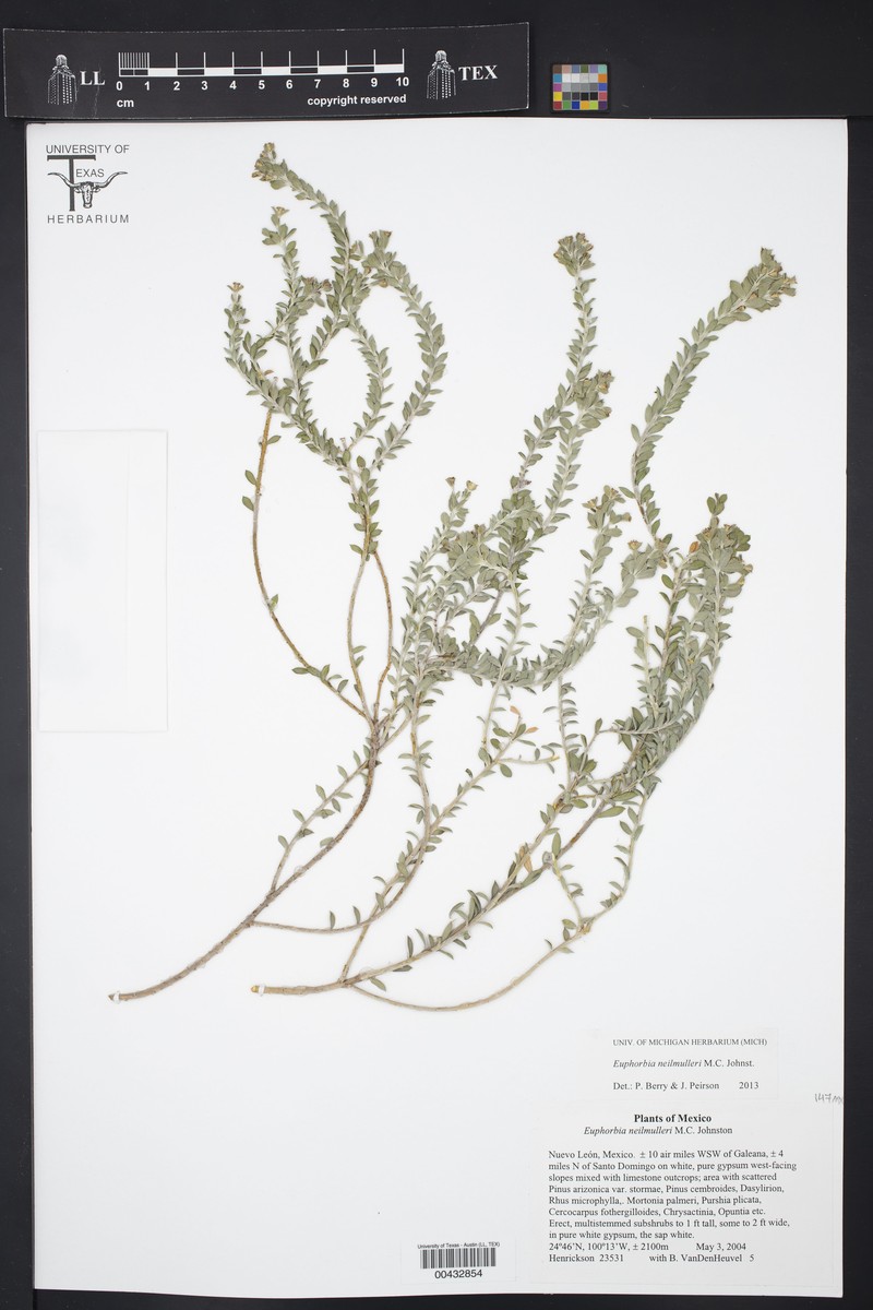 Euphorbia neilmulleri photo 5