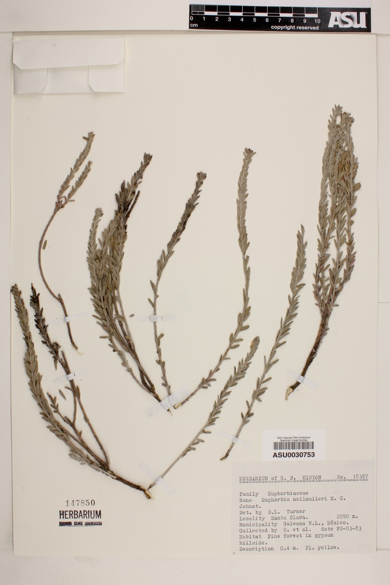 Euphorbia neilmulleri photo 6