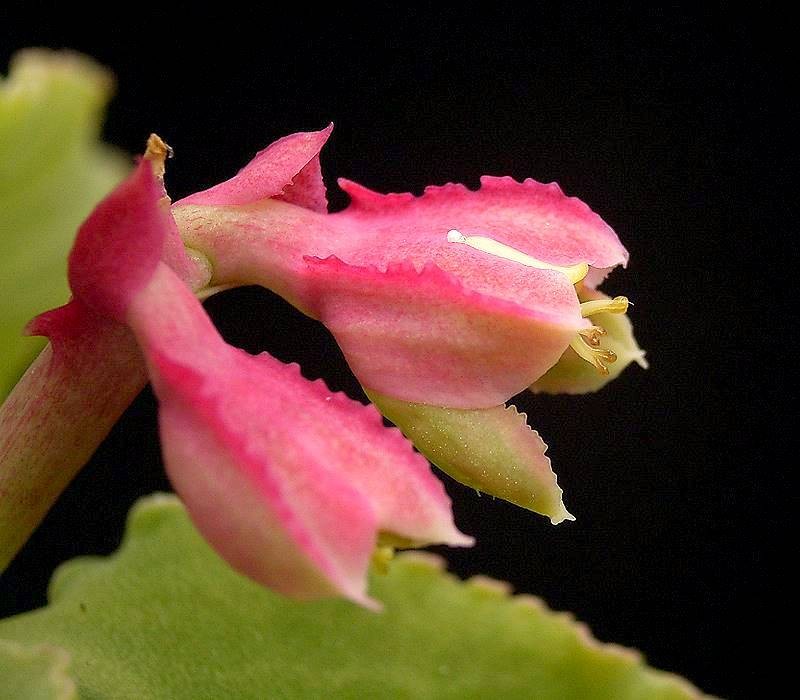 Euphorbia neoarborescens