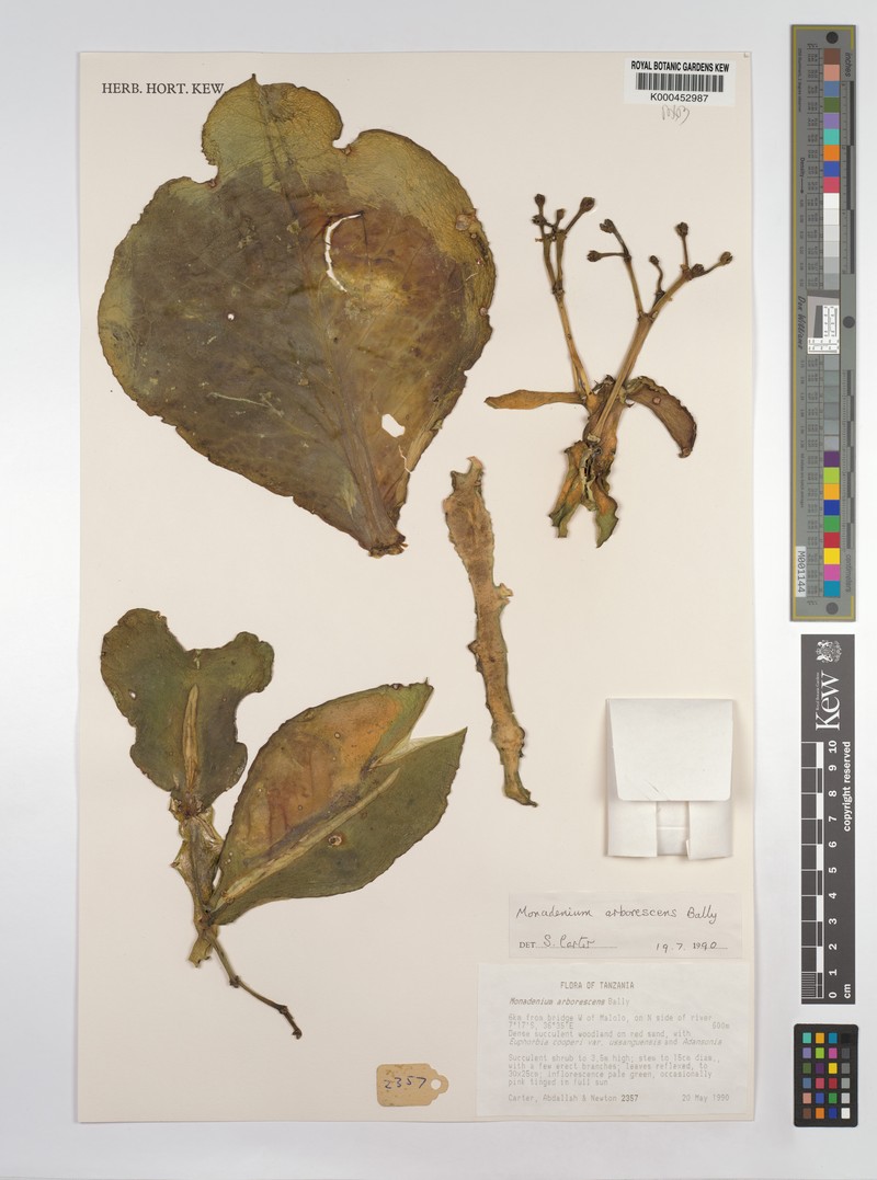 Euphorbia neoarborescens photo 2