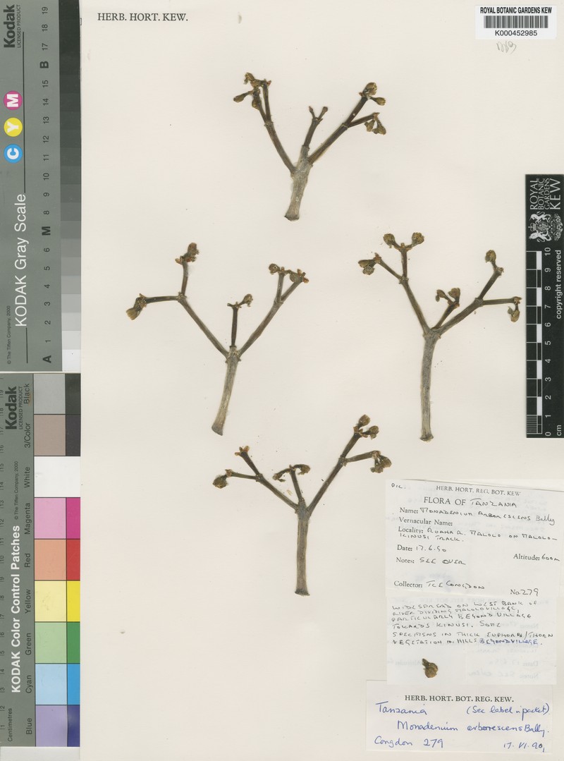 Euphorbia neoarborescens photo 3