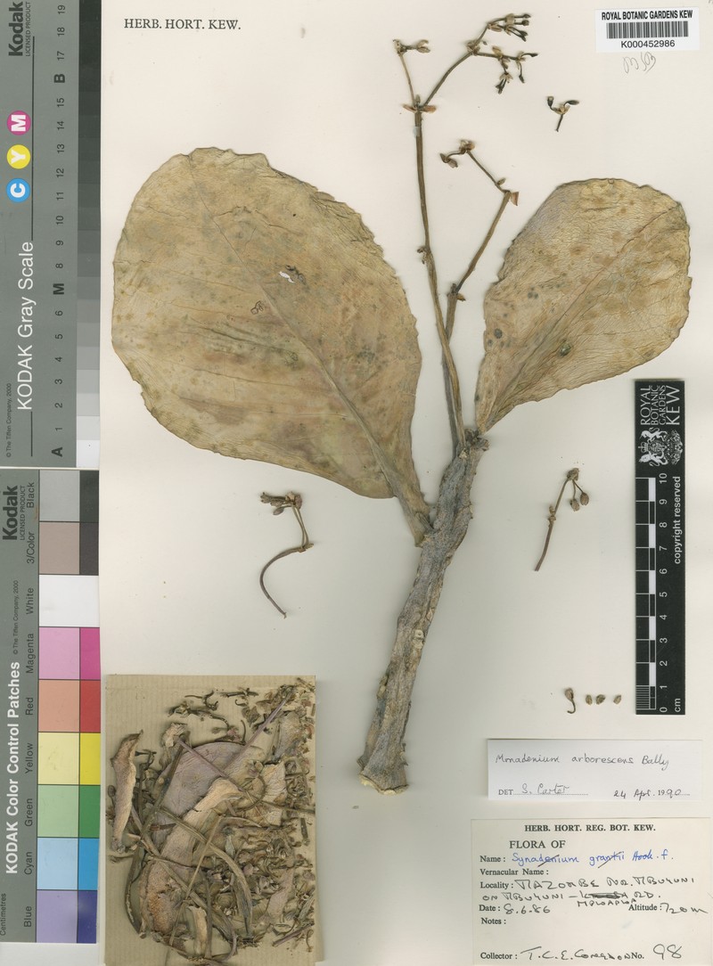 Euphorbia neoarborescens photo 4