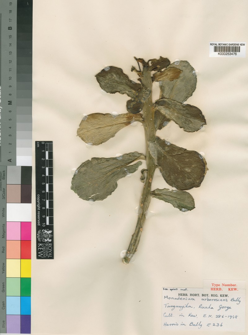 Euphorbia neoarborescens photo 6