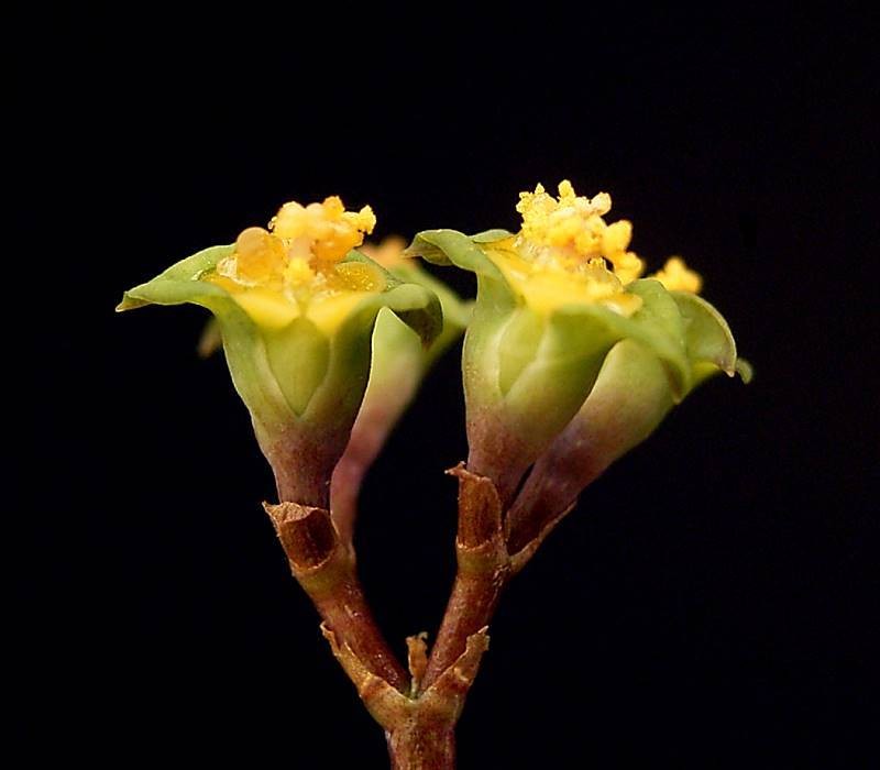 Euphorbia neobosseri