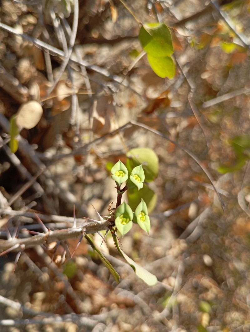 Euphorbia neobosseri photo 2