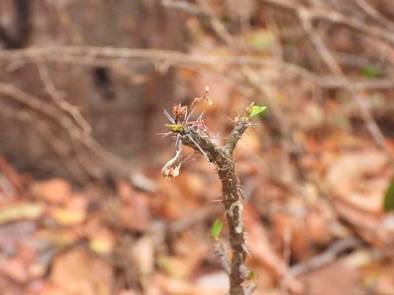 Euphorbia neobosseri photo 3