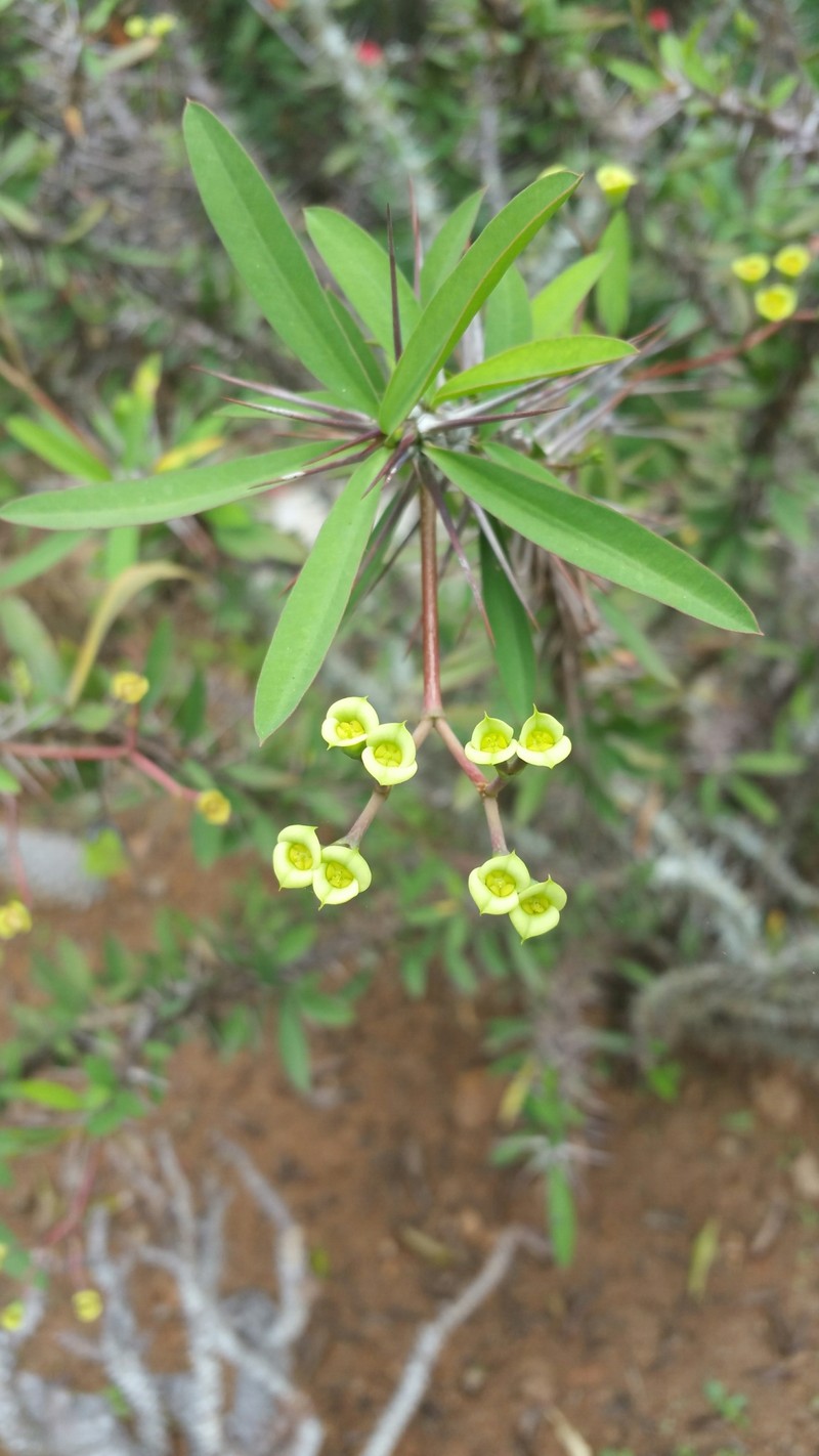 Euphorbia neobosseri photo 4