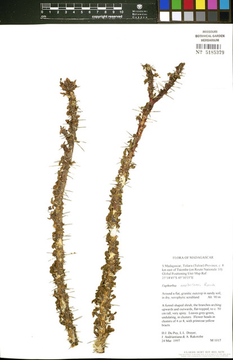 Euphorbia neobosseri photo 6