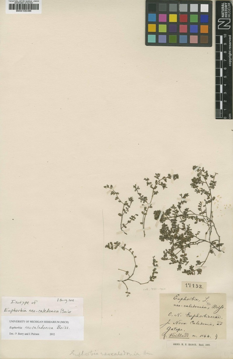 Euphorbia neocaledonica photo 2