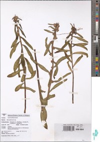Euphorbia neocapitata