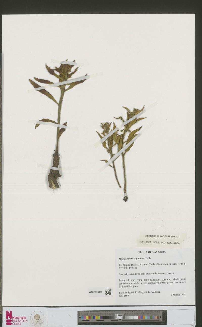 Euphorbia neocapitata photo 4