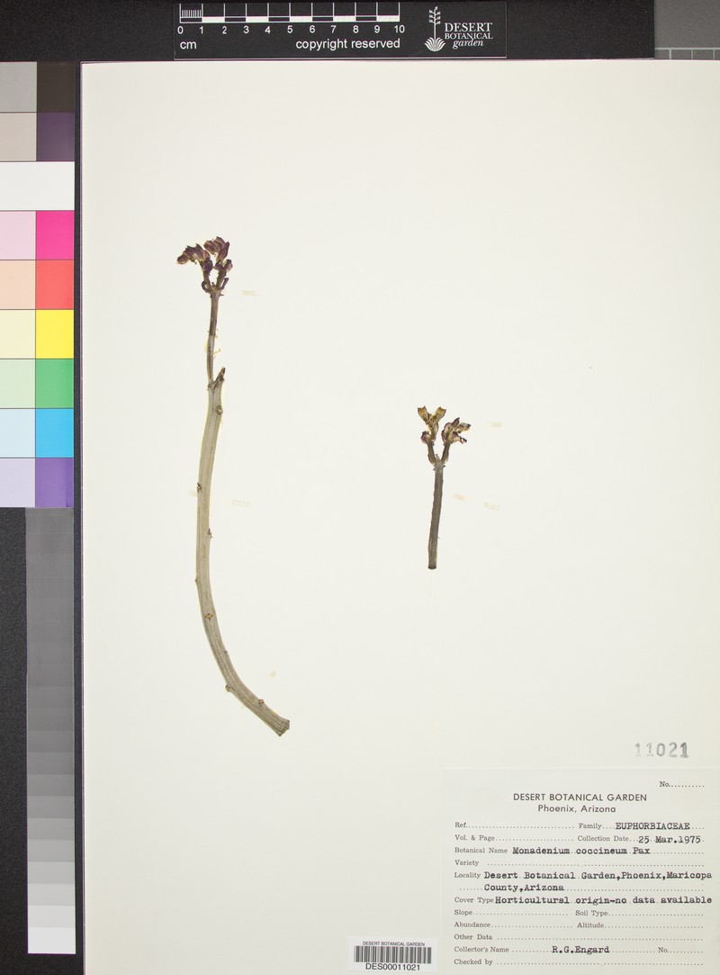 Euphorbia neococcinea photo 4