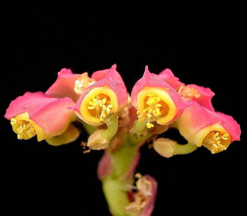 Euphorbia neococcinea