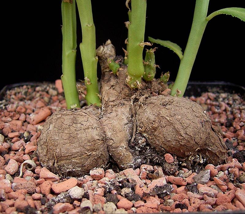 Euphorbia neococcinea photo 6