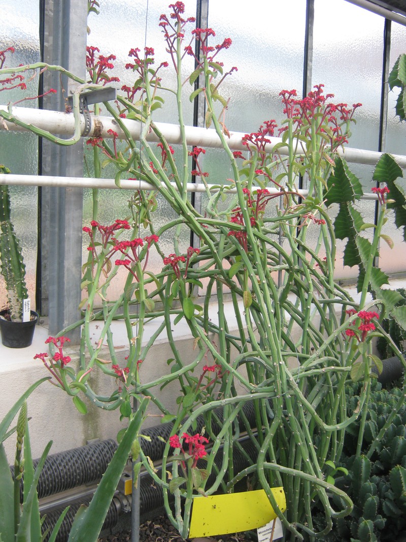 Euphorbia neococcinea photo 7