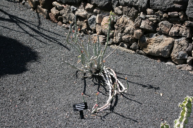 Euphorbia neococcinea photo 8