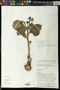 Euphorbia neocrispa