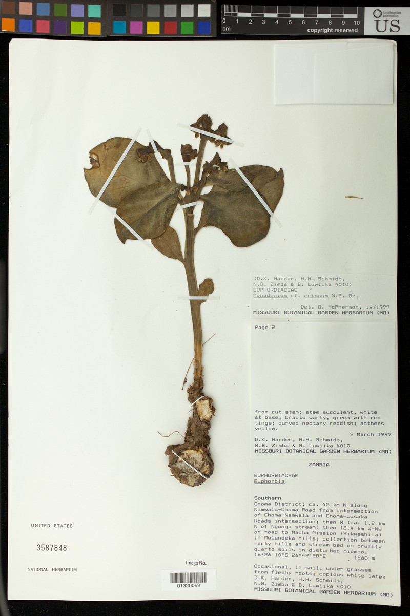 Euphorbia neocrispa