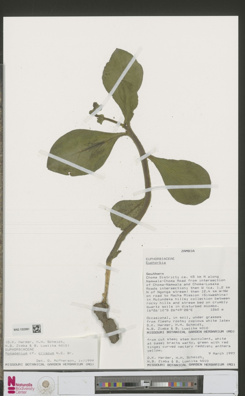 Euphorbia neocrispa photo 2