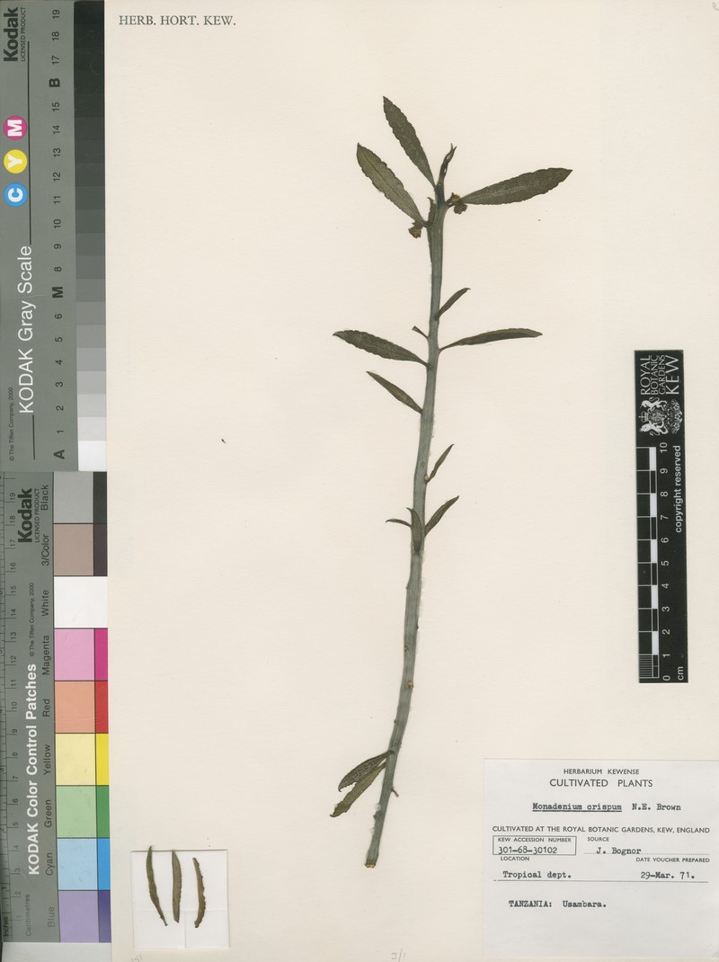 Euphorbia neocrispa photo 5
