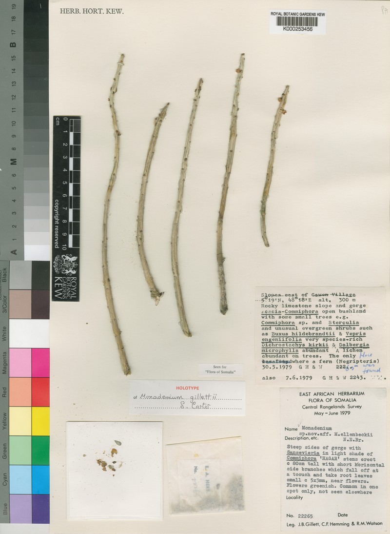 Euphorbia neogillettii photo 2