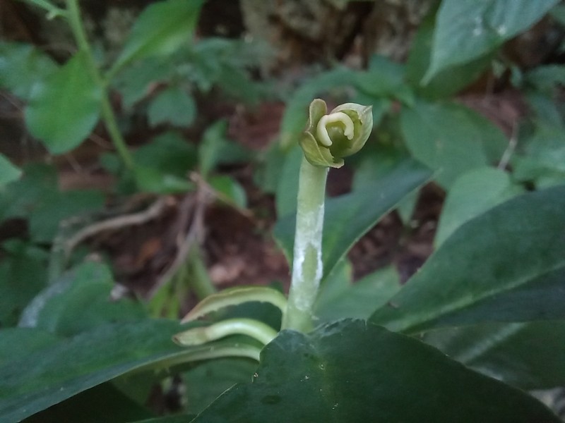 Euphorbia neoglabrata