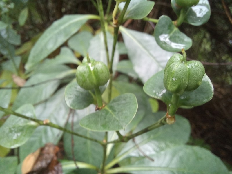 Euphorbia neoglabrata photo 2