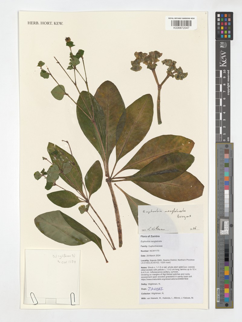 Euphorbia neoglabrata photo 3