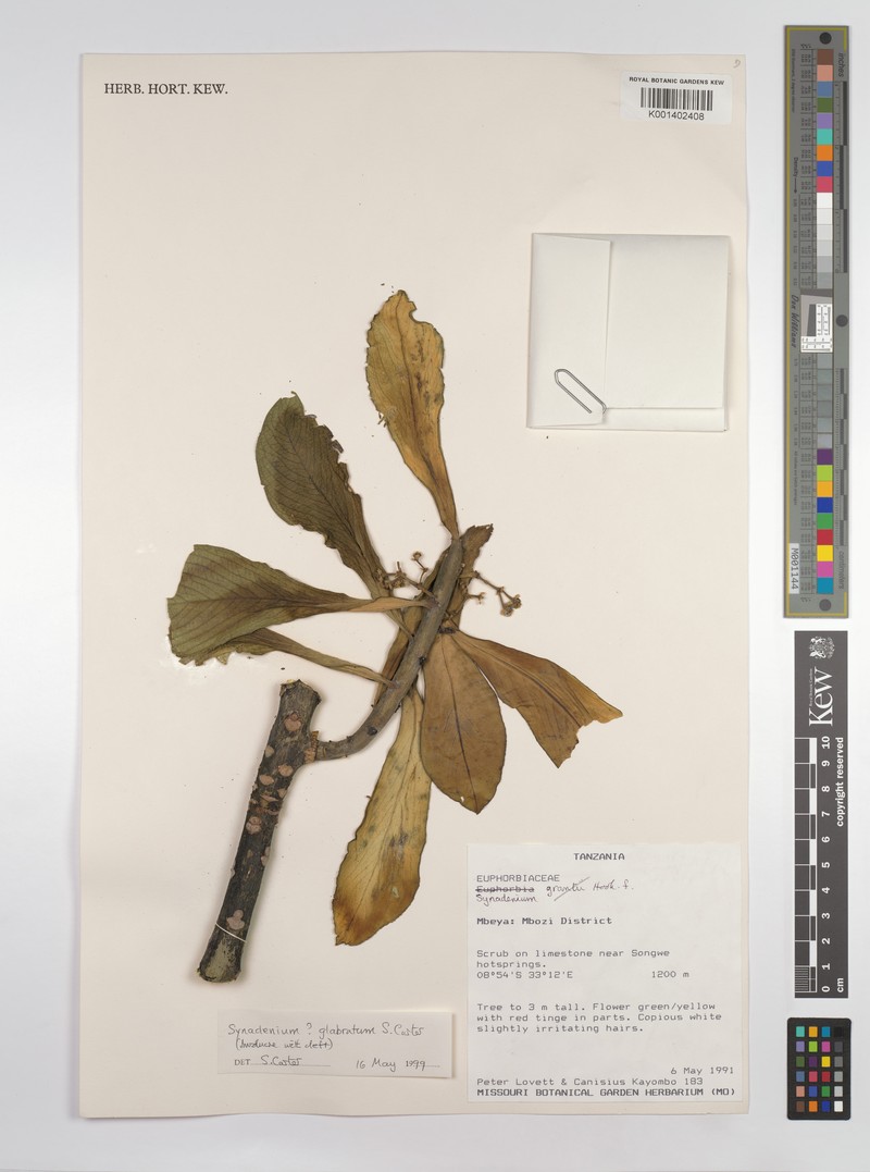 Euphorbia neoglabrata photo 4