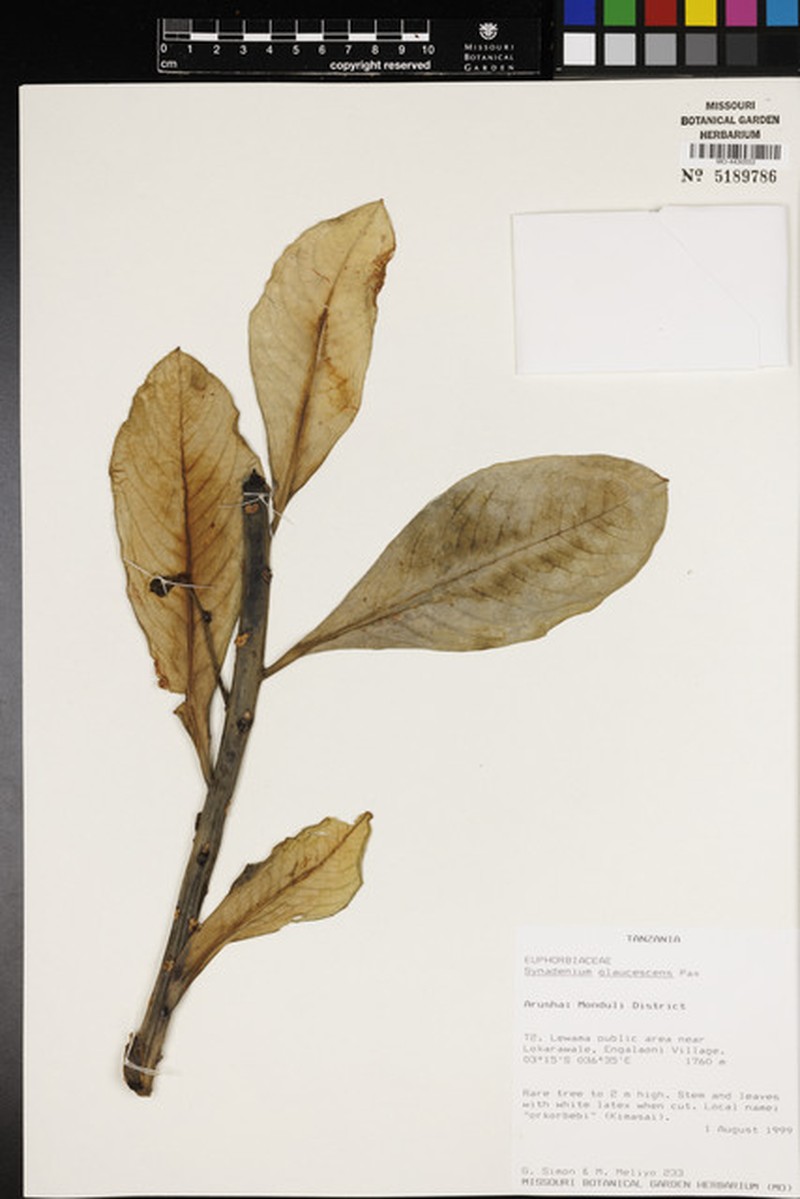 Euphorbia neoglaucescens