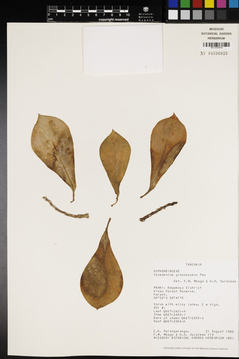 Euphorbia neoglaucescens photo 2