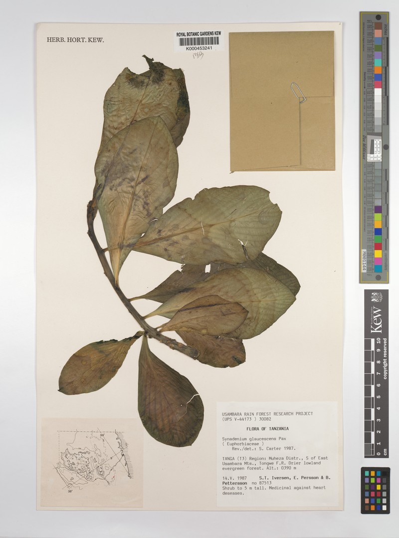 Euphorbia neoglaucescens photo 3