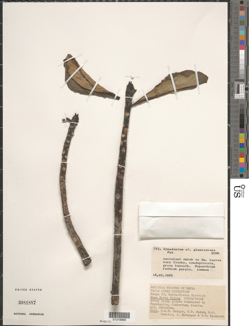 Euphorbia neoglaucescens photo 4