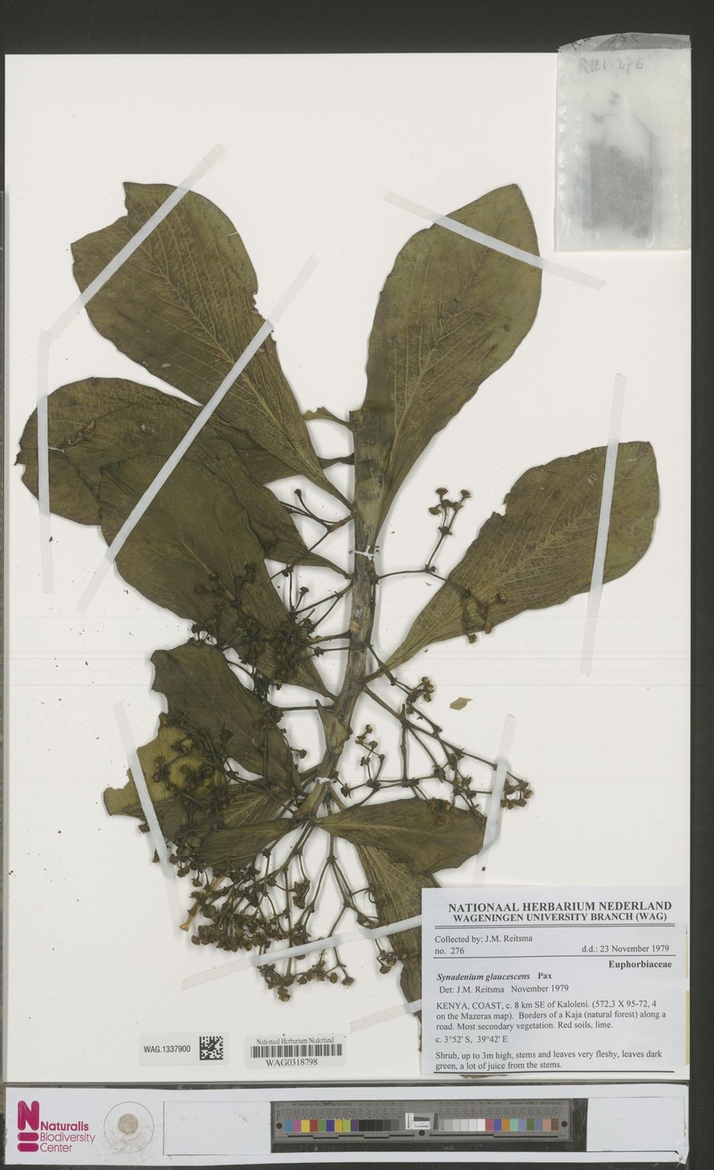 Euphorbia neoglaucescens photo 5