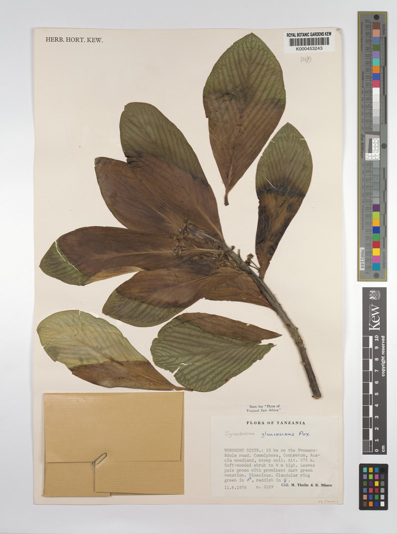 Euphorbia neoglaucescens photo 6