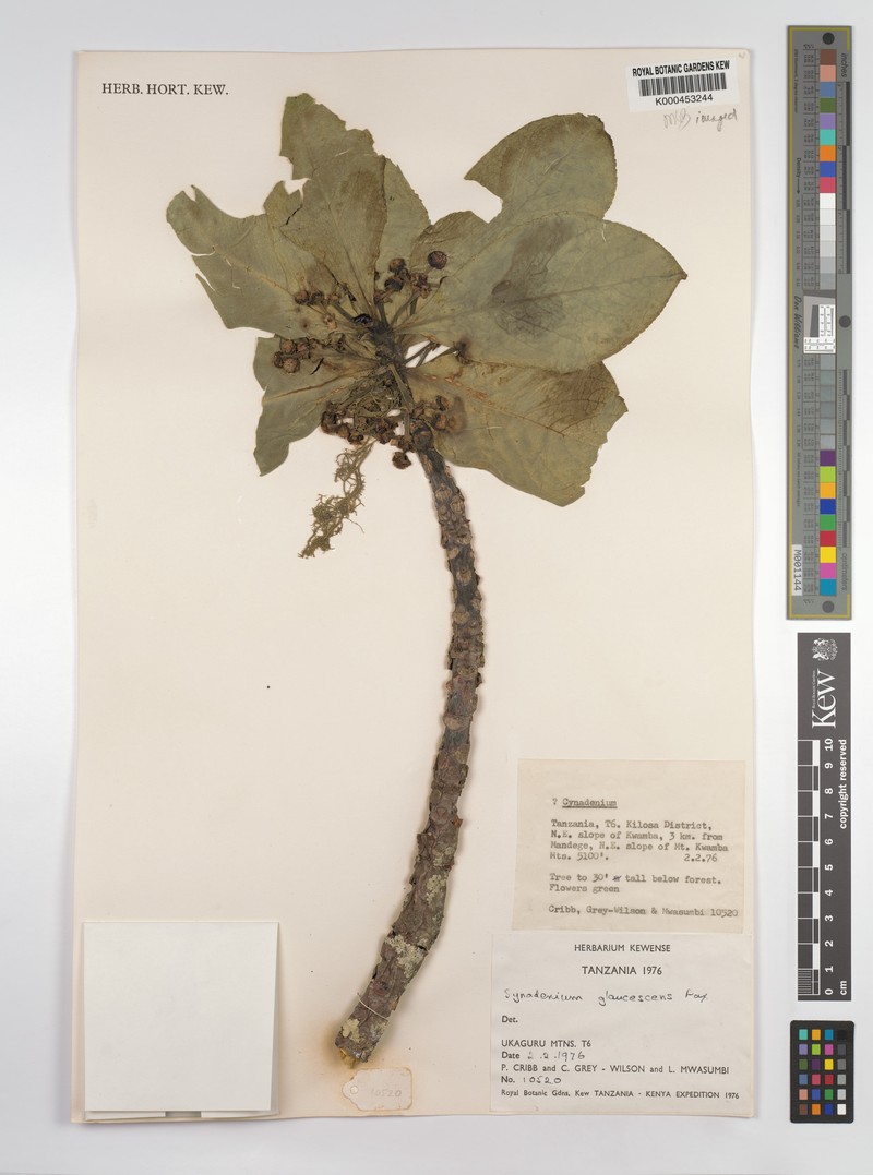 Euphorbia neoglaucescens photo 7