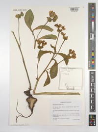 Euphorbia neogoetzei