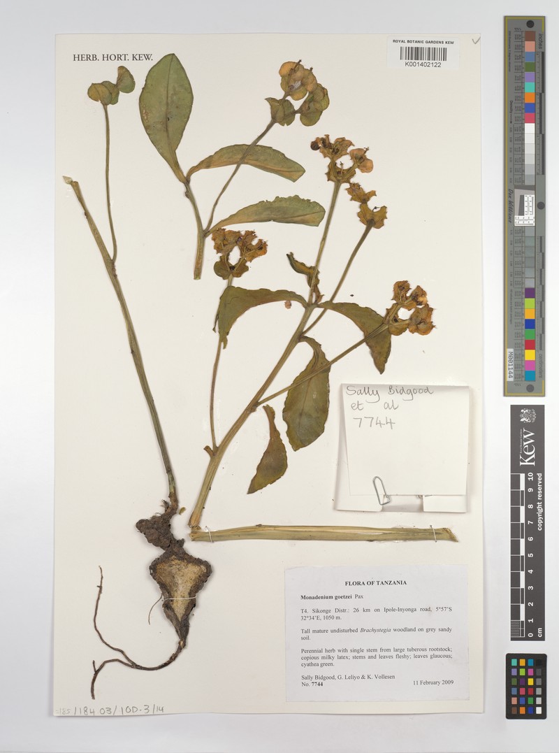Euphorbia neogoetzei