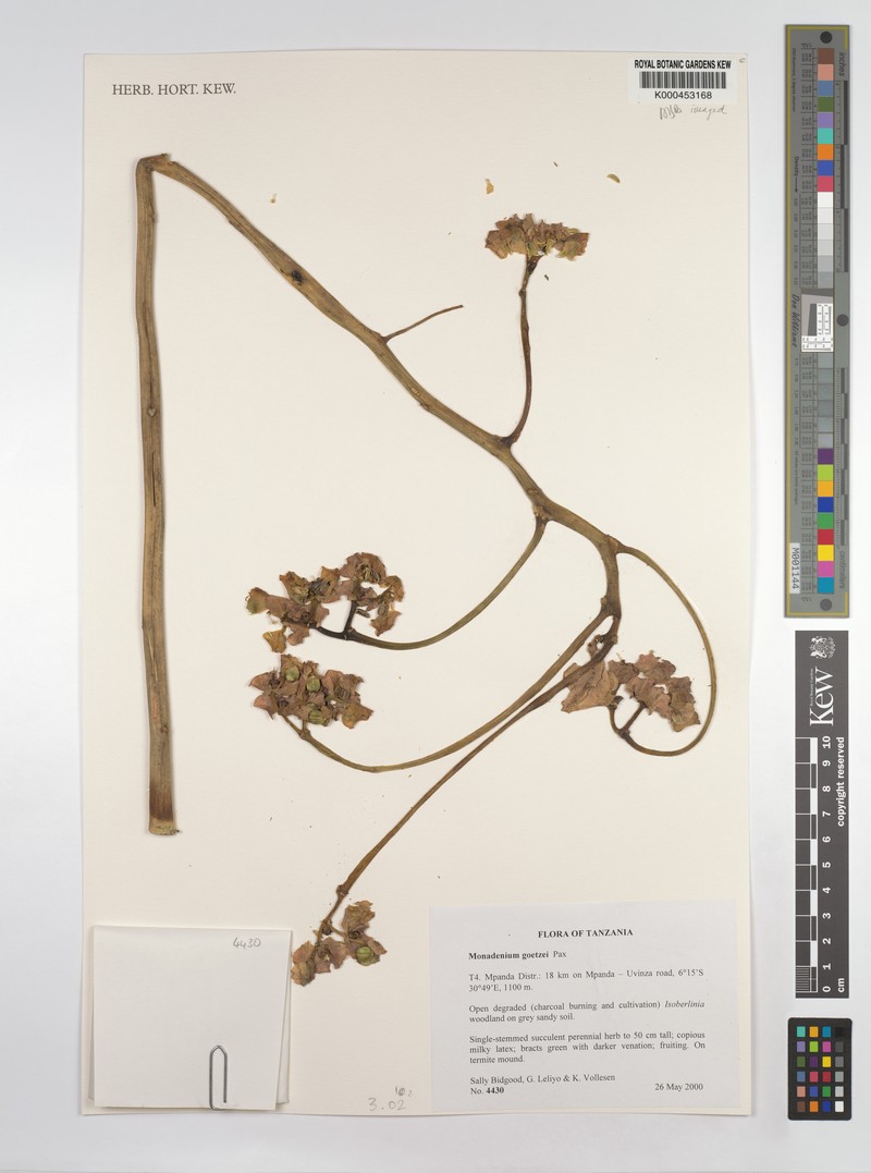 Euphorbia neogoetzei photo 2