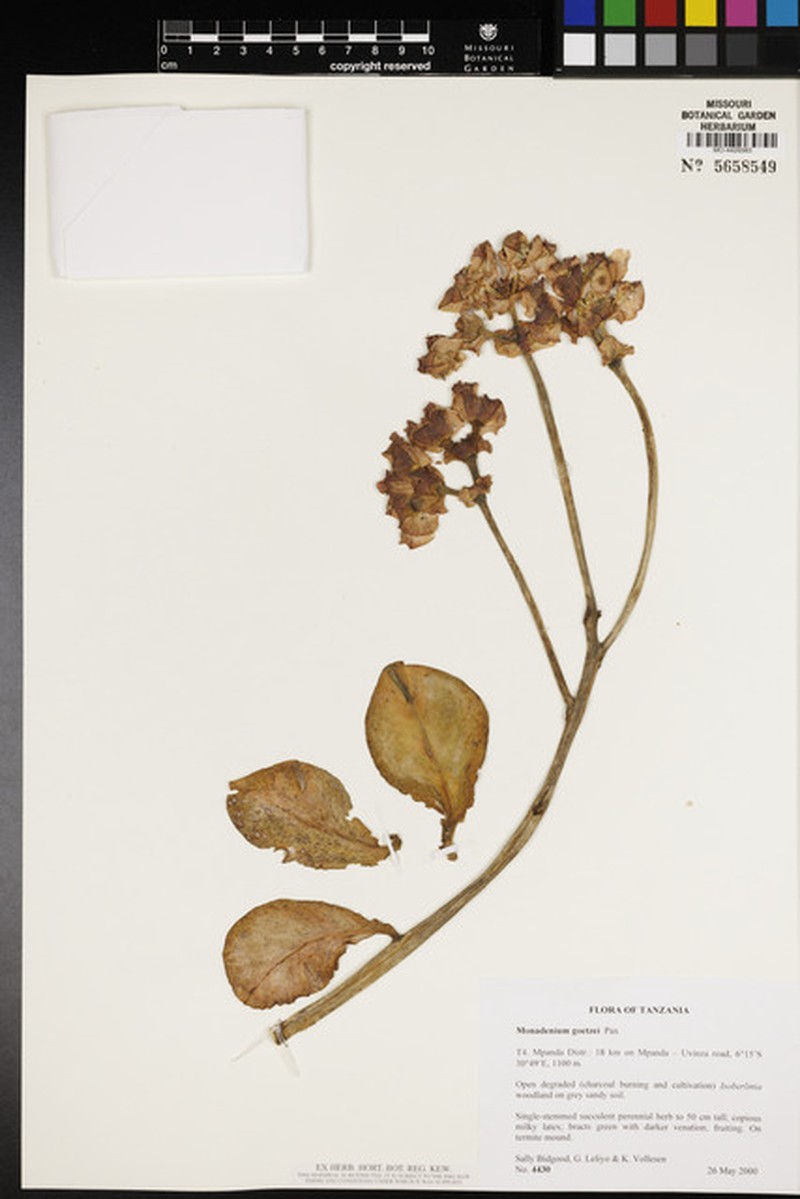 Euphorbia neogoetzei photo 3