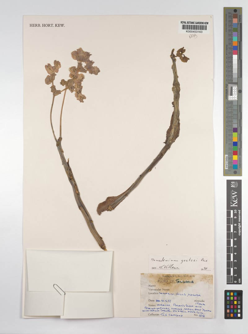 Euphorbia neogoetzei photo 4