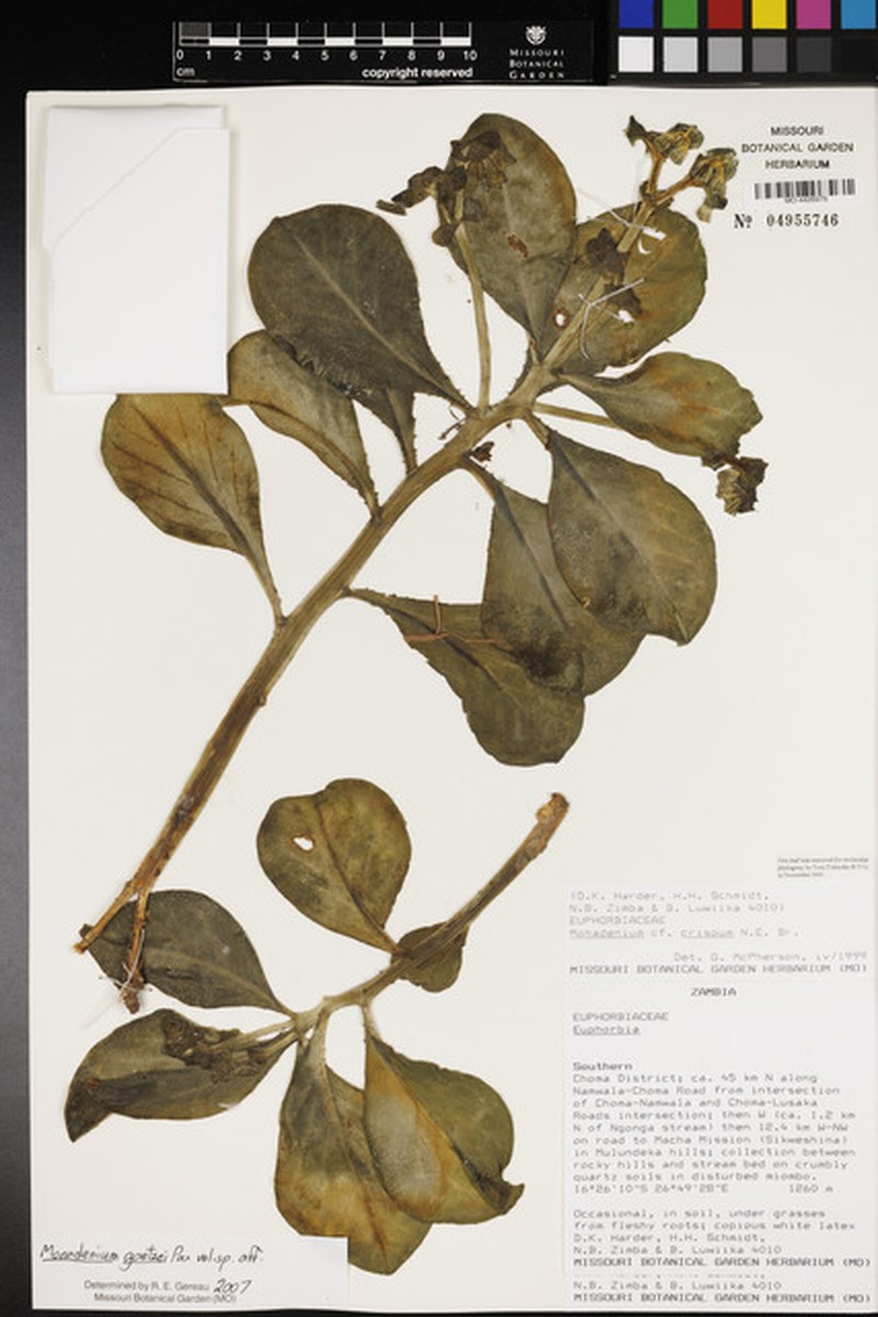 Euphorbia neogoetzei photo 5