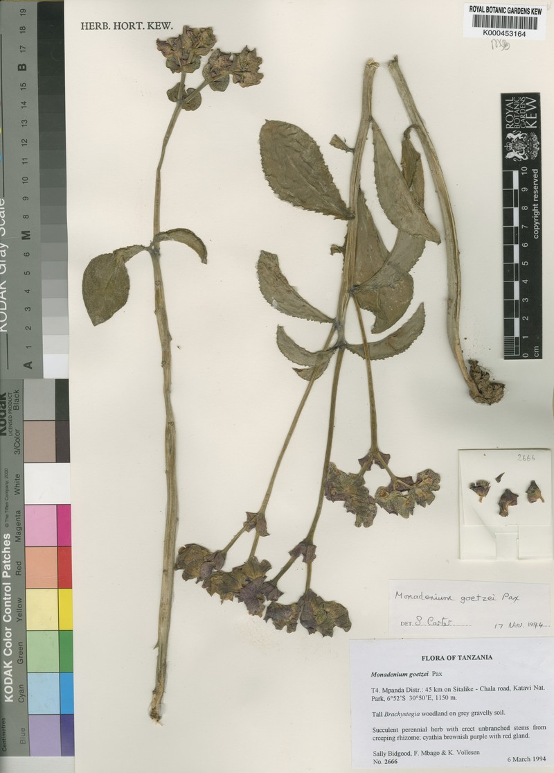 Euphorbia neogoetzei photo 6
