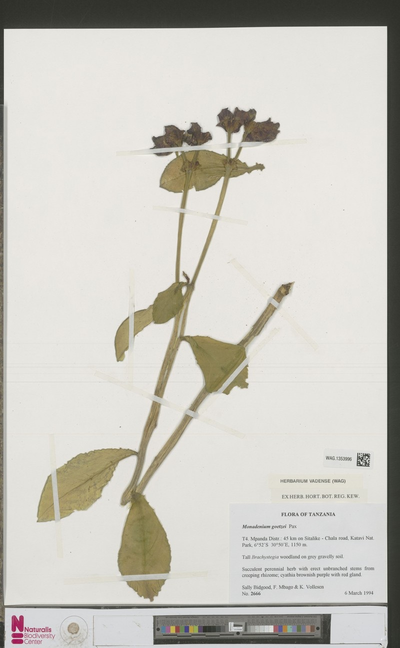 Euphorbia neogoetzei photo 7