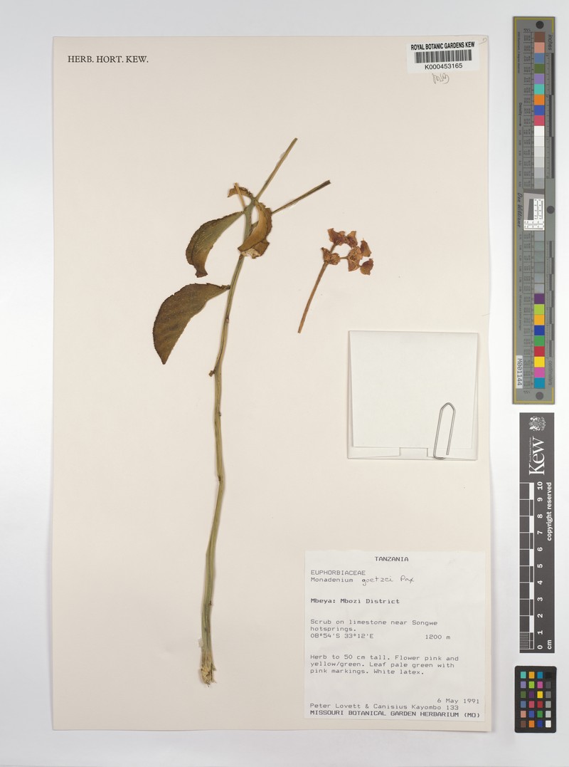Euphorbia neogoetzei photo 8