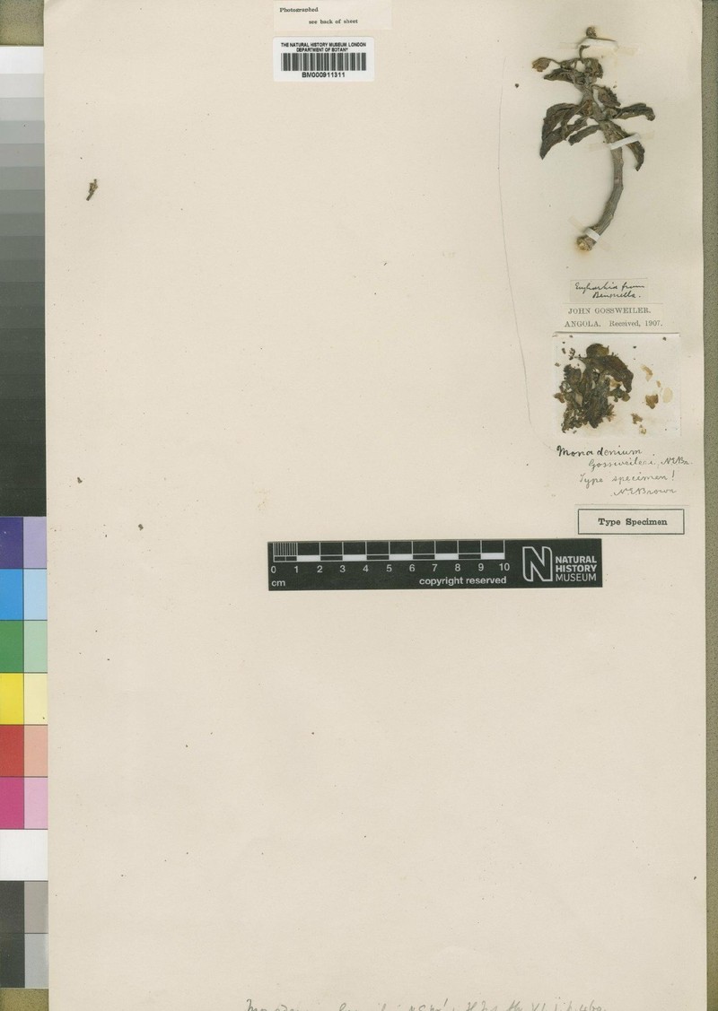 Euphorbia neogossweileri