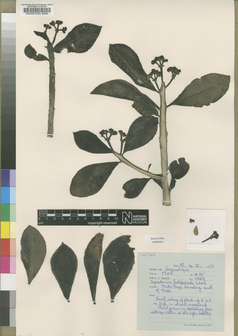 Euphorbia neohalipedicola